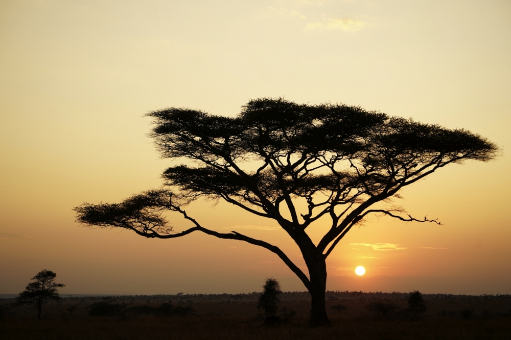 Tanzánie – svět kopyt a čelistí