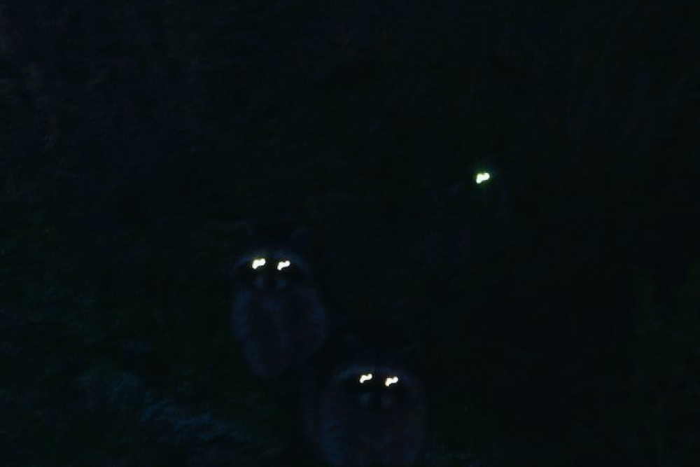 Sobotní dílna: Když noc otevře oči